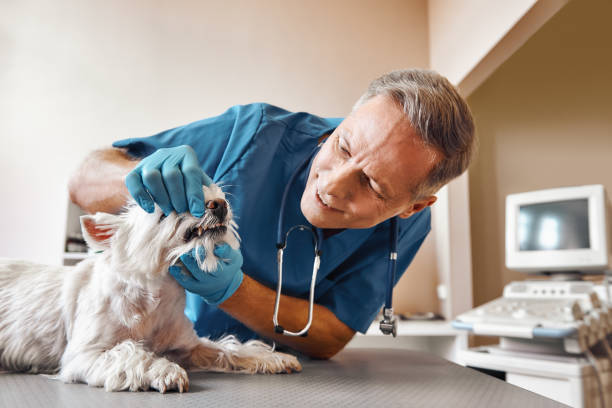 Best Knocked-Out Tooth Emergency  in South Brooksville, FL